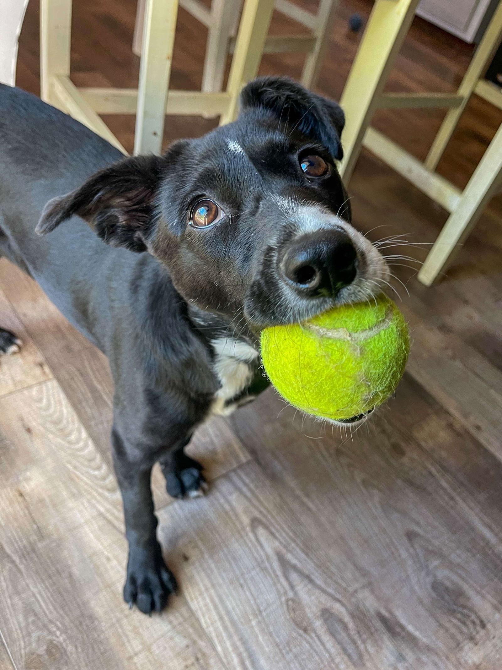 Faith, Adopted, Young Female Shepherd.
