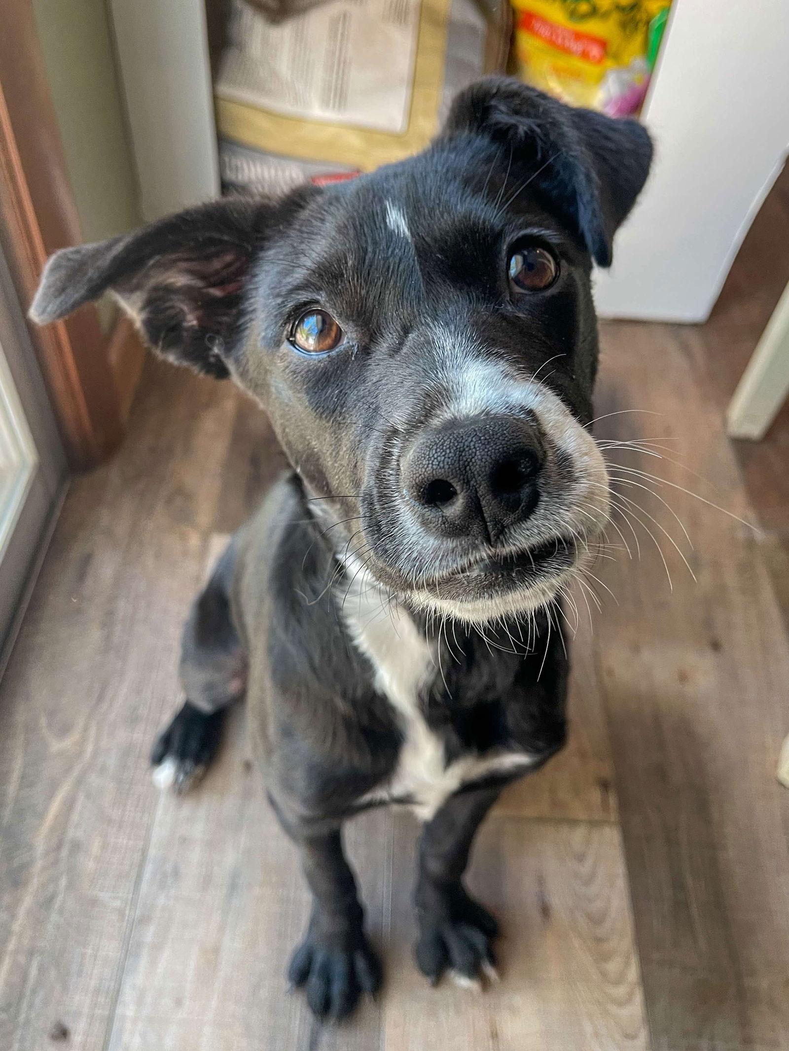 Enlarge Faith, a Adopted Shepherd in Joplin, MO image 2/3
