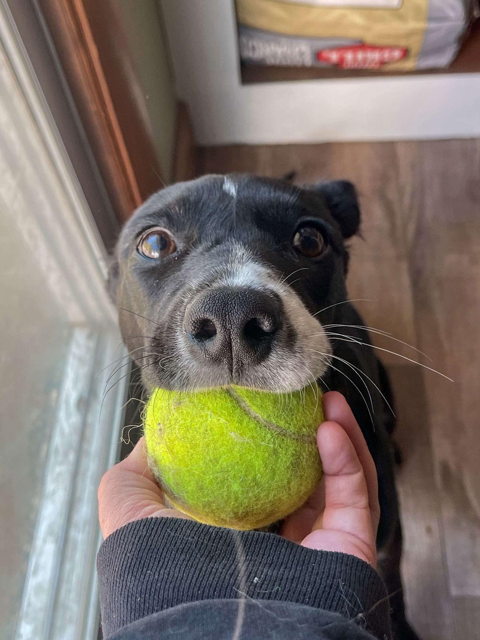 Enlarge Faith, a Adopted Shepherd in Joplin, MO image 3/3