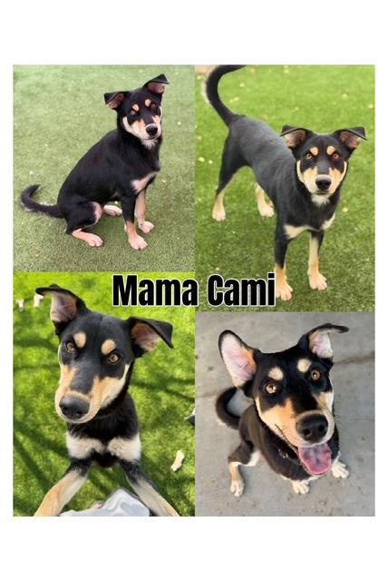 Enlarge Cami's Litter, a ADOPTABLE mixed breed in Glendale, AZ image 2/2