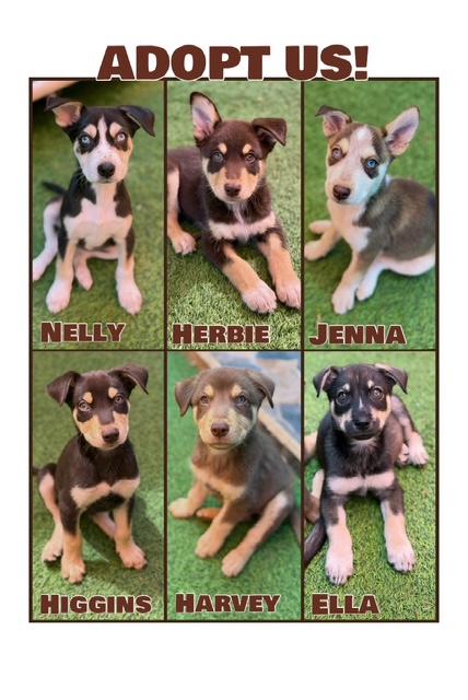 Cami's Litter, ADOPTABLE, Young Female Husky.