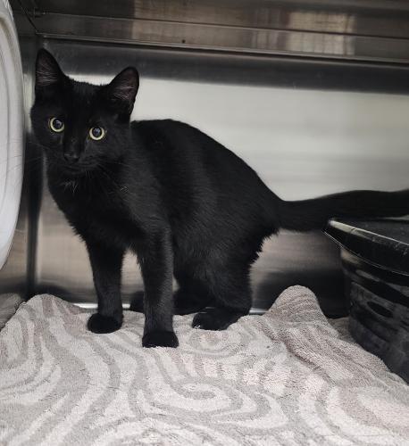 Enlarge Pebbles, a Adoptable Domestic Short Hair in Webster, MA image 1/1
