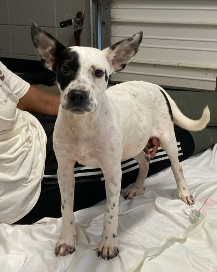 Spanky, adopted, Young Male Jack Russell Terrier & Terrier.