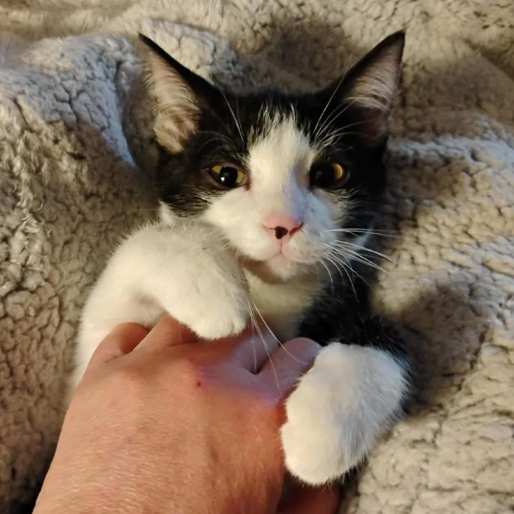 Pi, Adoptable, Kitten Male Domestic Short Hair.