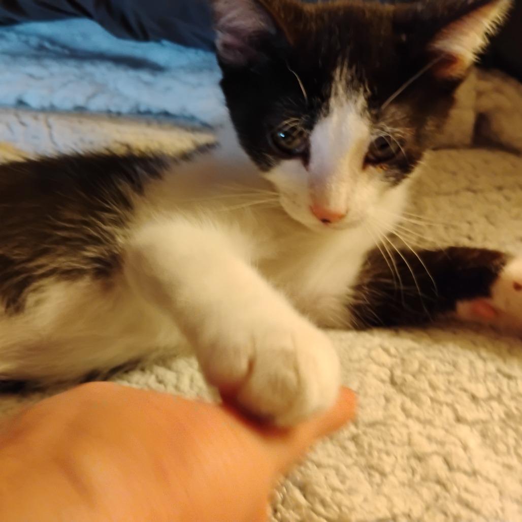 Enlarge Pi, a Adoptable Domestic Short Hair in Charlottesville, VA image 1/1