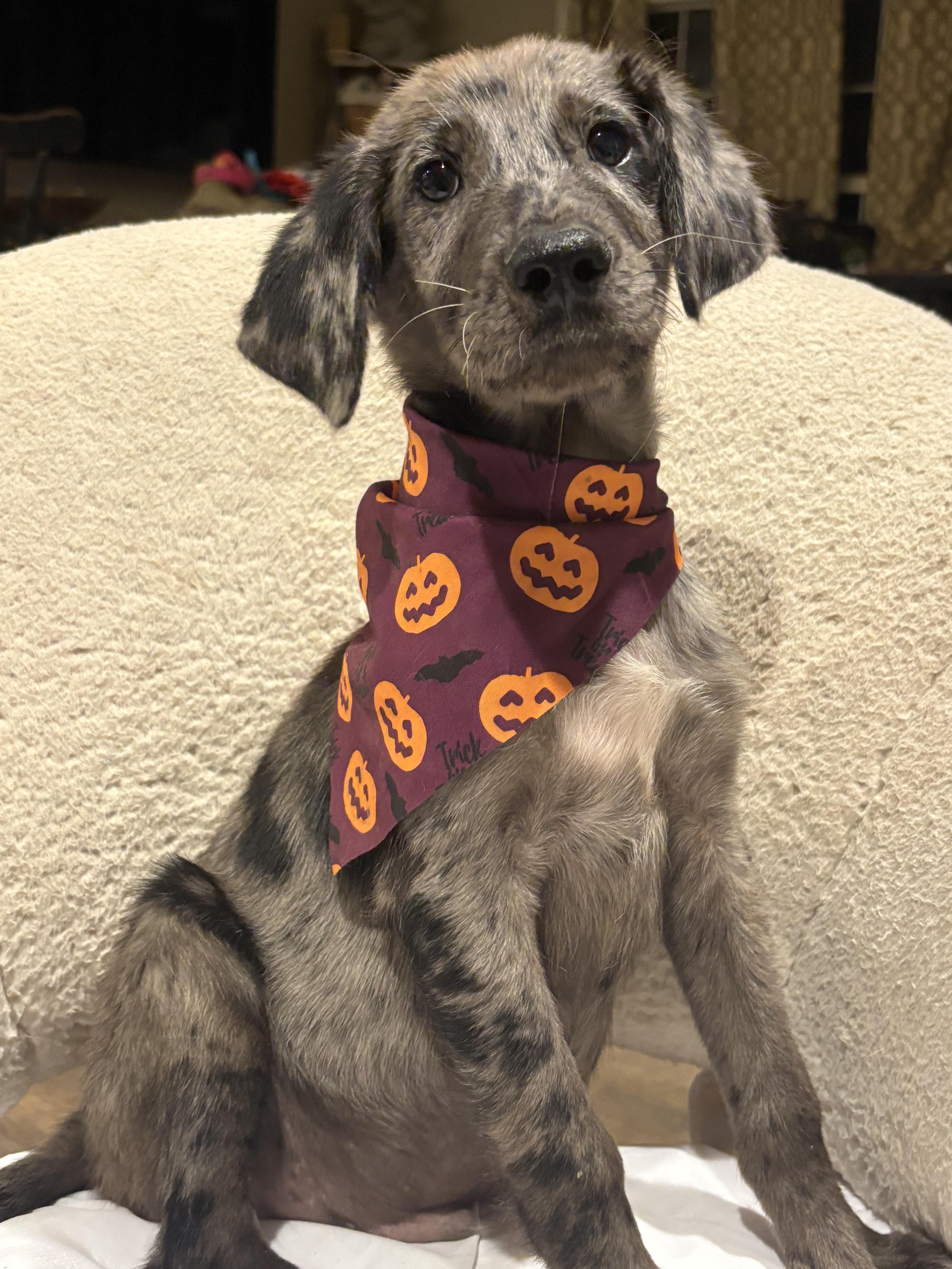 Enlarge Boo, a Adoptable mixed breed in Commerce City, CO image 1/6