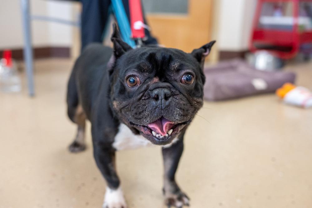 Weezer, Adoptable, Adult Male French Bulldog.