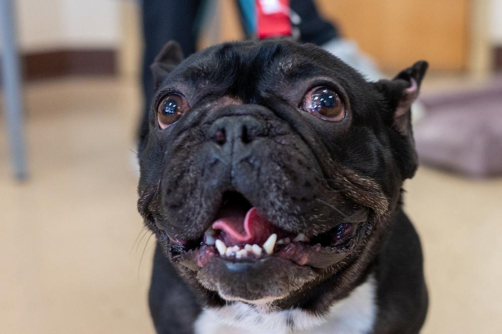 Enlarge Weezer, a Adoptable French Bulldog in Mundelein, IL image 2/5