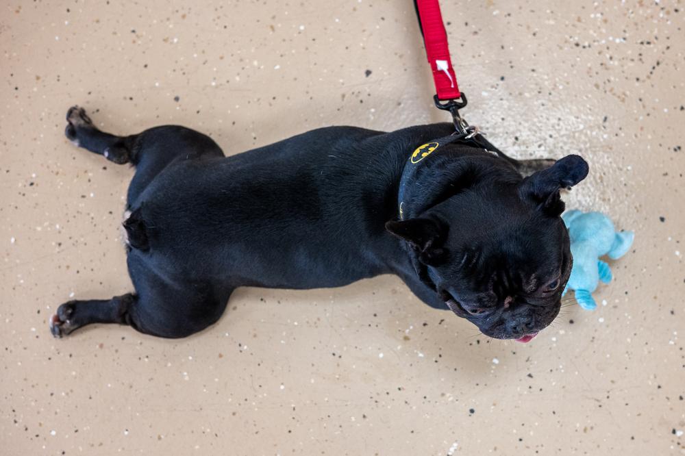 Enlarge Weezer, a Adoptable French Bulldog in Mundelein, IL image 3/5