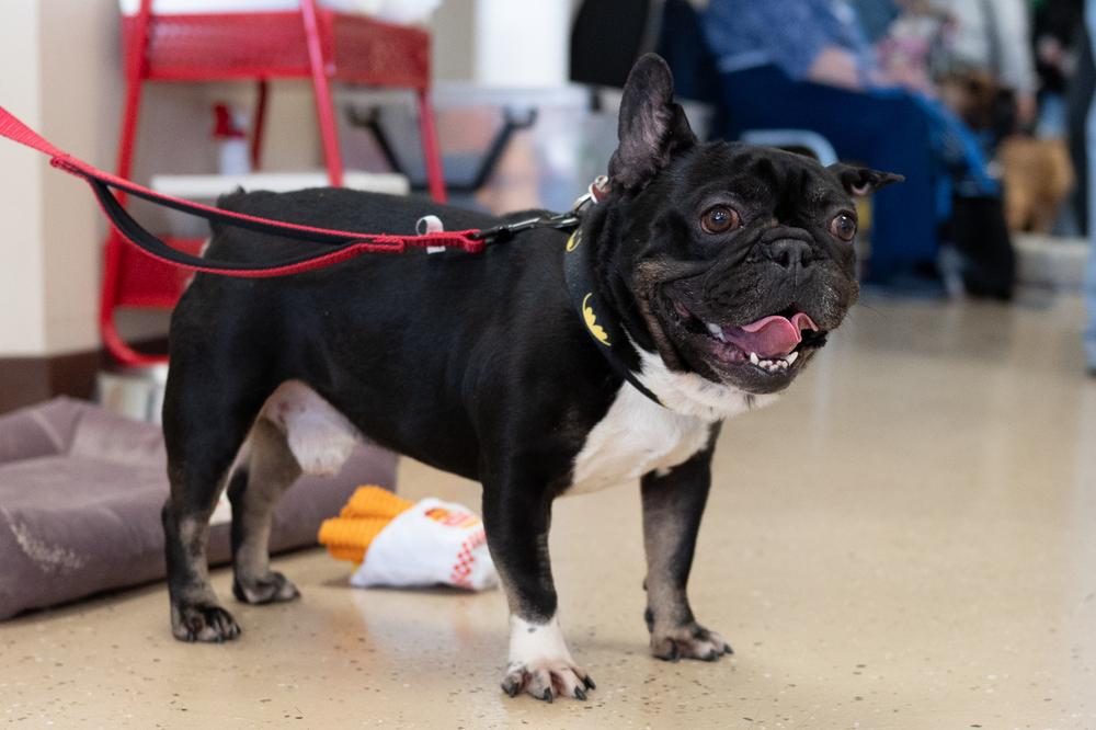 Enlarge Weezer, a Adoptable French Bulldog in Mundelein, IL image 4/5