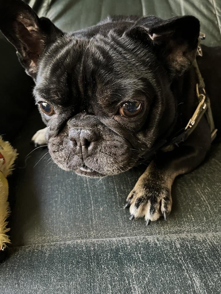Enlarge Weezer, a Adoptable French Bulldog in Mundelein, IL image 5/6