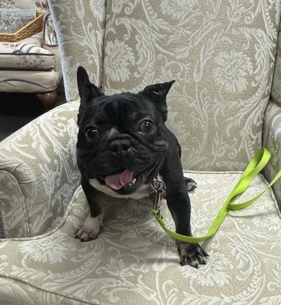 Enlarge Weezer, a Adoptable French Bulldog in Mundelein, IL image 5/5