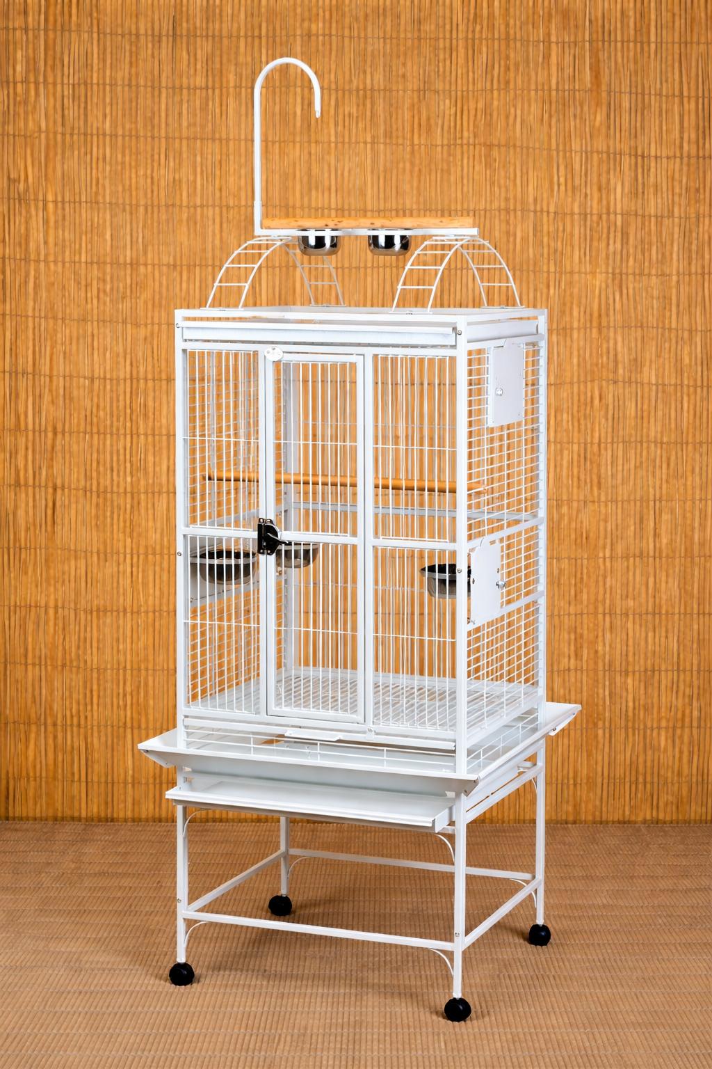 Enlarge Meet Echo  18-  YO African Grey ` A Sweet, Musical, an adopted African Grey in Vancouver, WA image 3/3