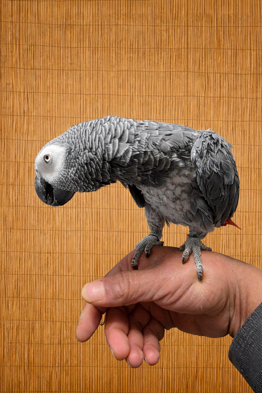 Meet Echo 18- YO African Grey ` A Sweet, Musical, adopted, Adult Unknown African Grey.