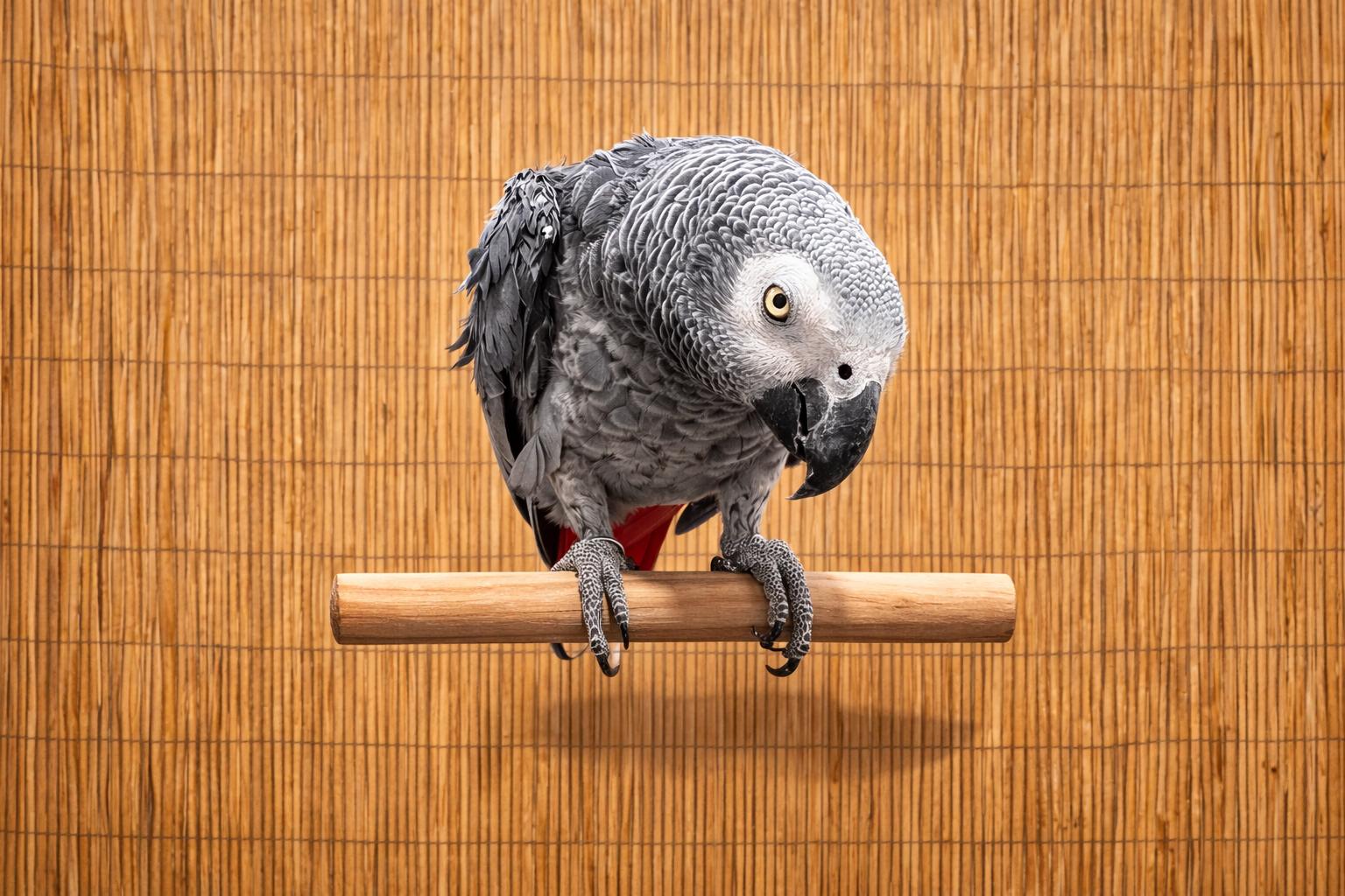 Enlarge Meet Echo  18-  YO African Grey ` A Sweet, Musical, an adopted African Grey in Vancouver, WA image 2/3