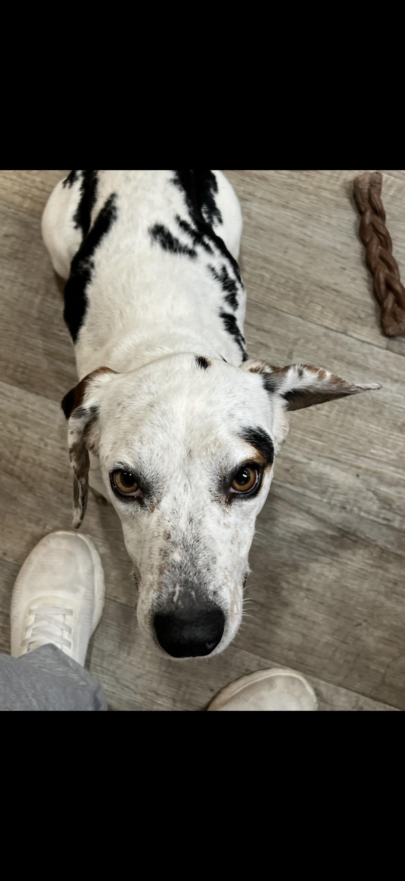 Enlarge Buck, an adopted mixed breed in HONEY BROOK, PA image 6/6