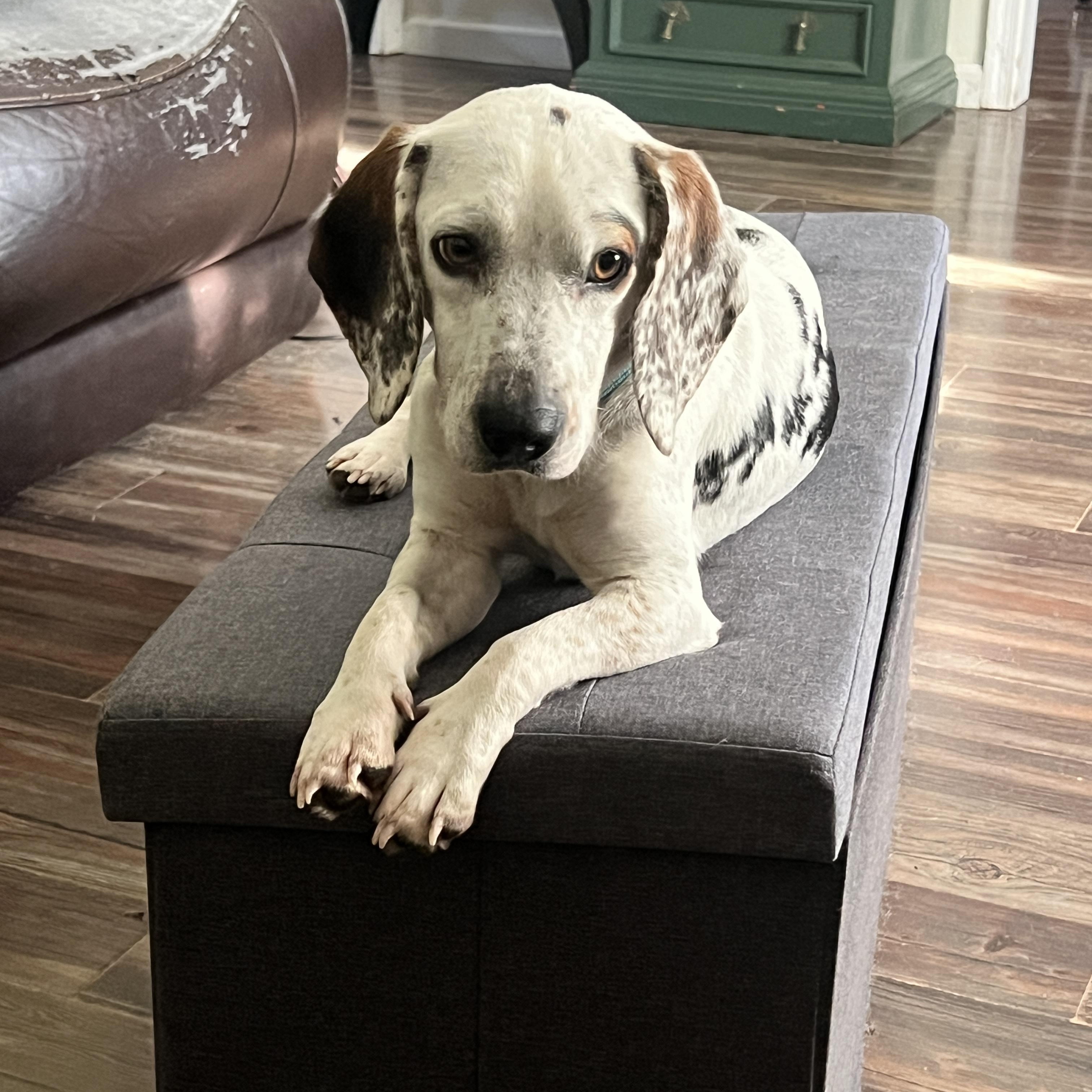 Enlarge Buck, an adopted mixed breed in HONEY BROOK, PA image 1/6