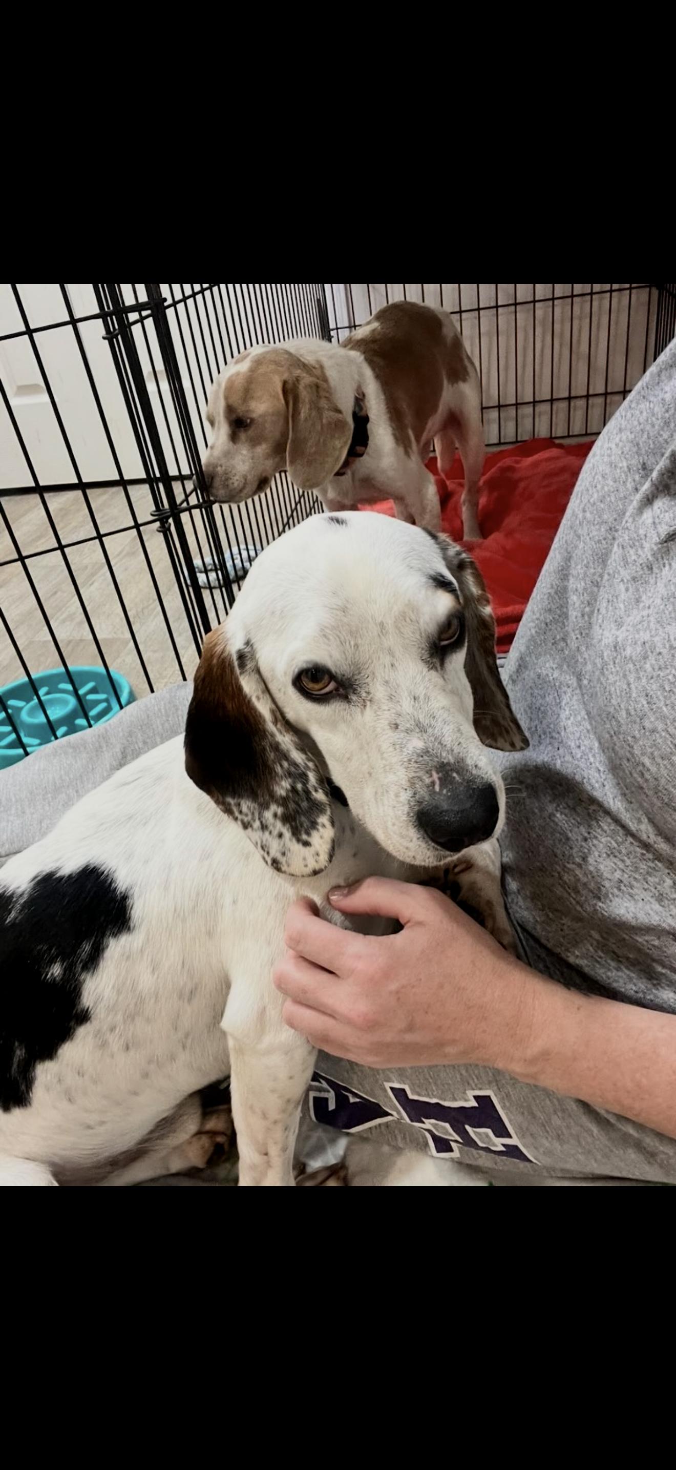 Enlarge Buck, an adopted mixed breed in HONEY BROOK, PA image 4/6