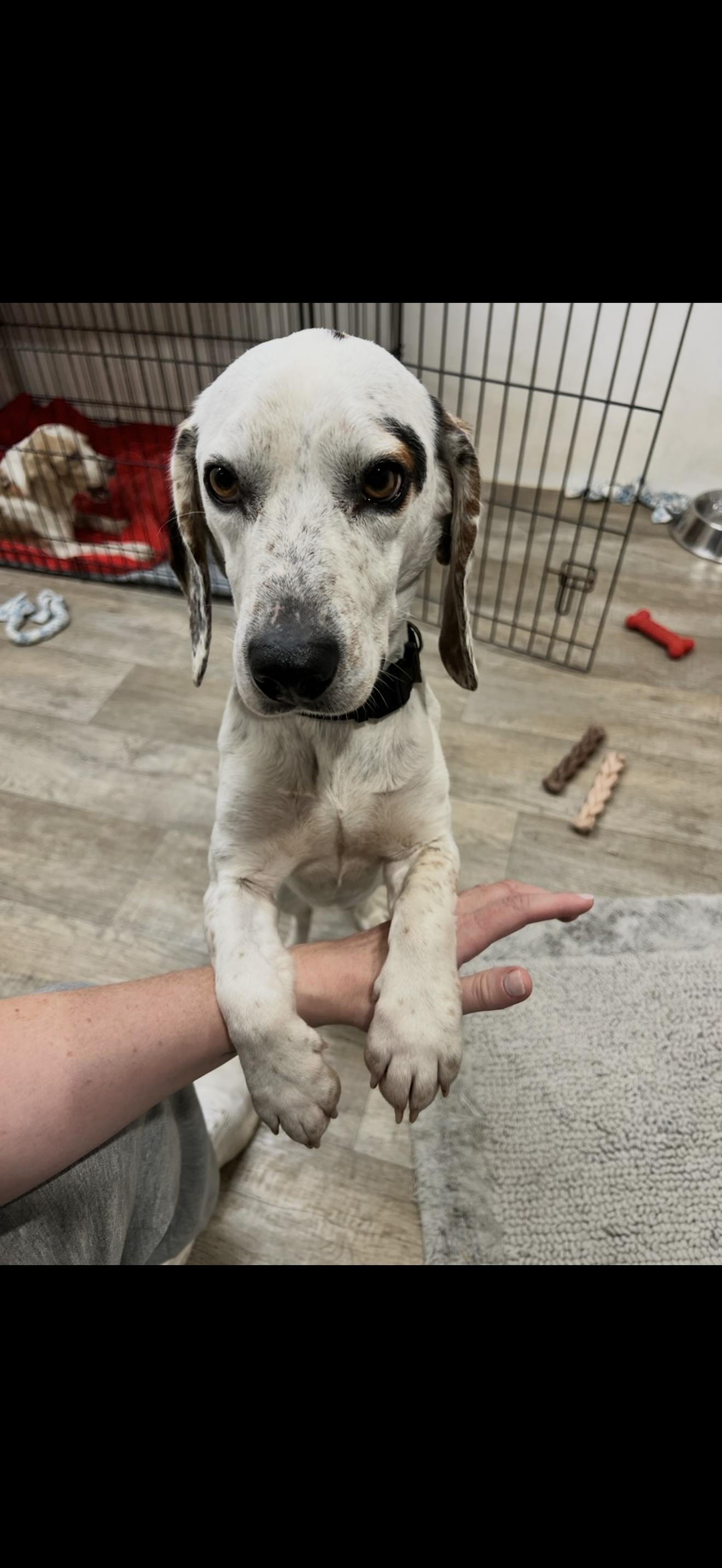 Enlarge Buck, an adopted mixed breed in HONEY BROOK, PA image 5/6