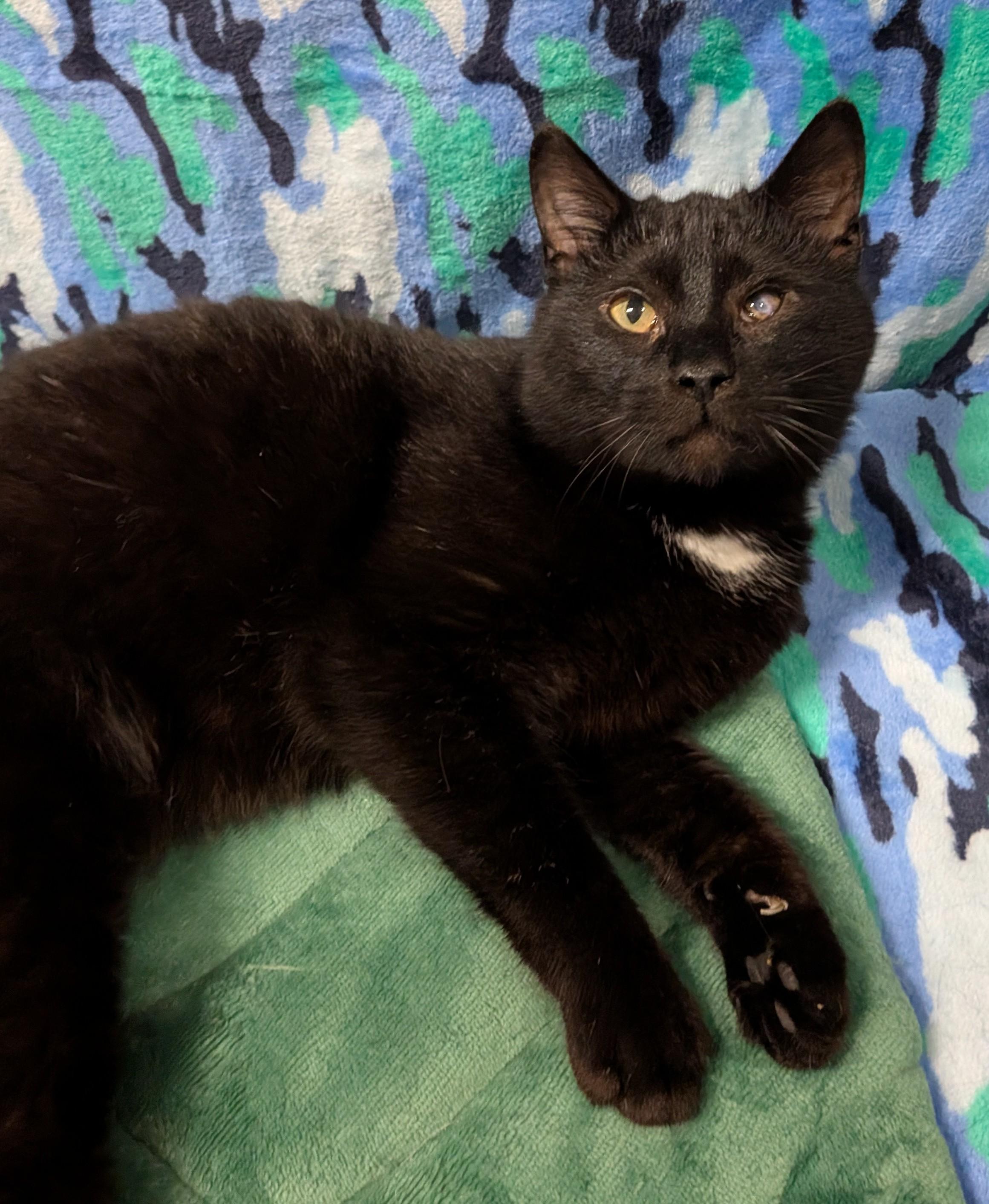 Enlarge VALENTINO (bonded with RICHARD), an adoptable Domestic Short Hair in Tillsonburg, ON image 5/6