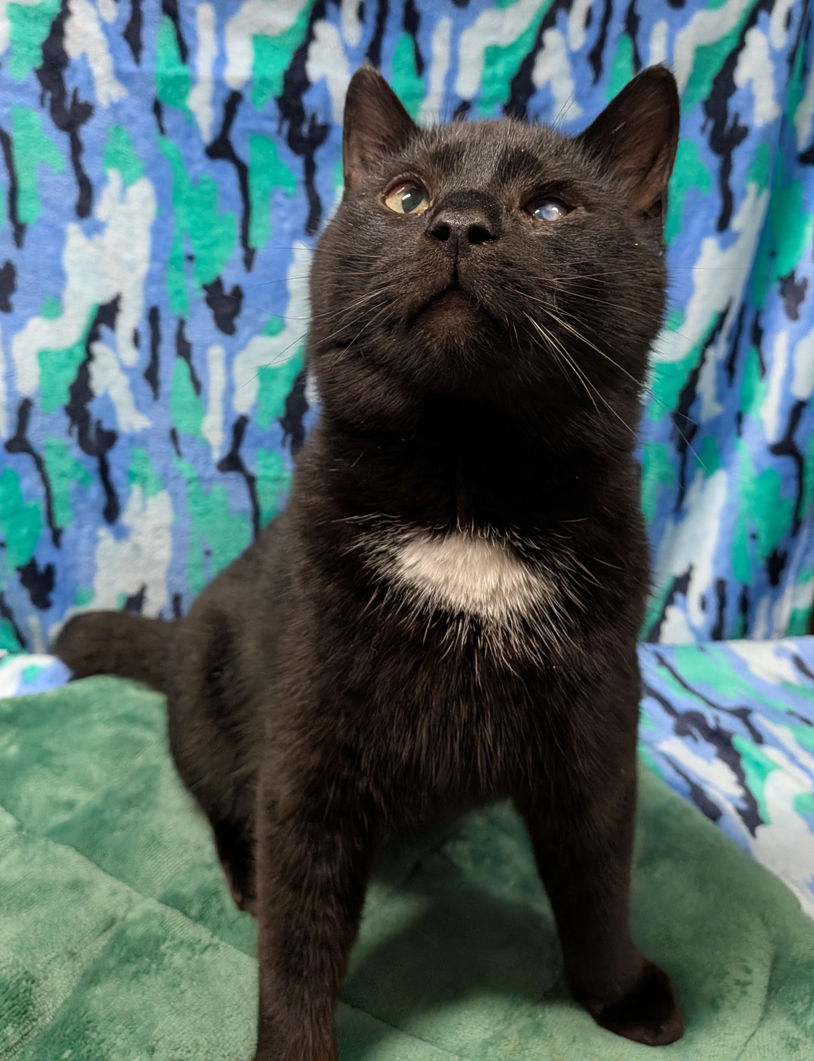 Enlarge VALENTINO (bonded with RICHARD), an adoptable Domestic Short Hair in Tillsonburg, ON image 3/6