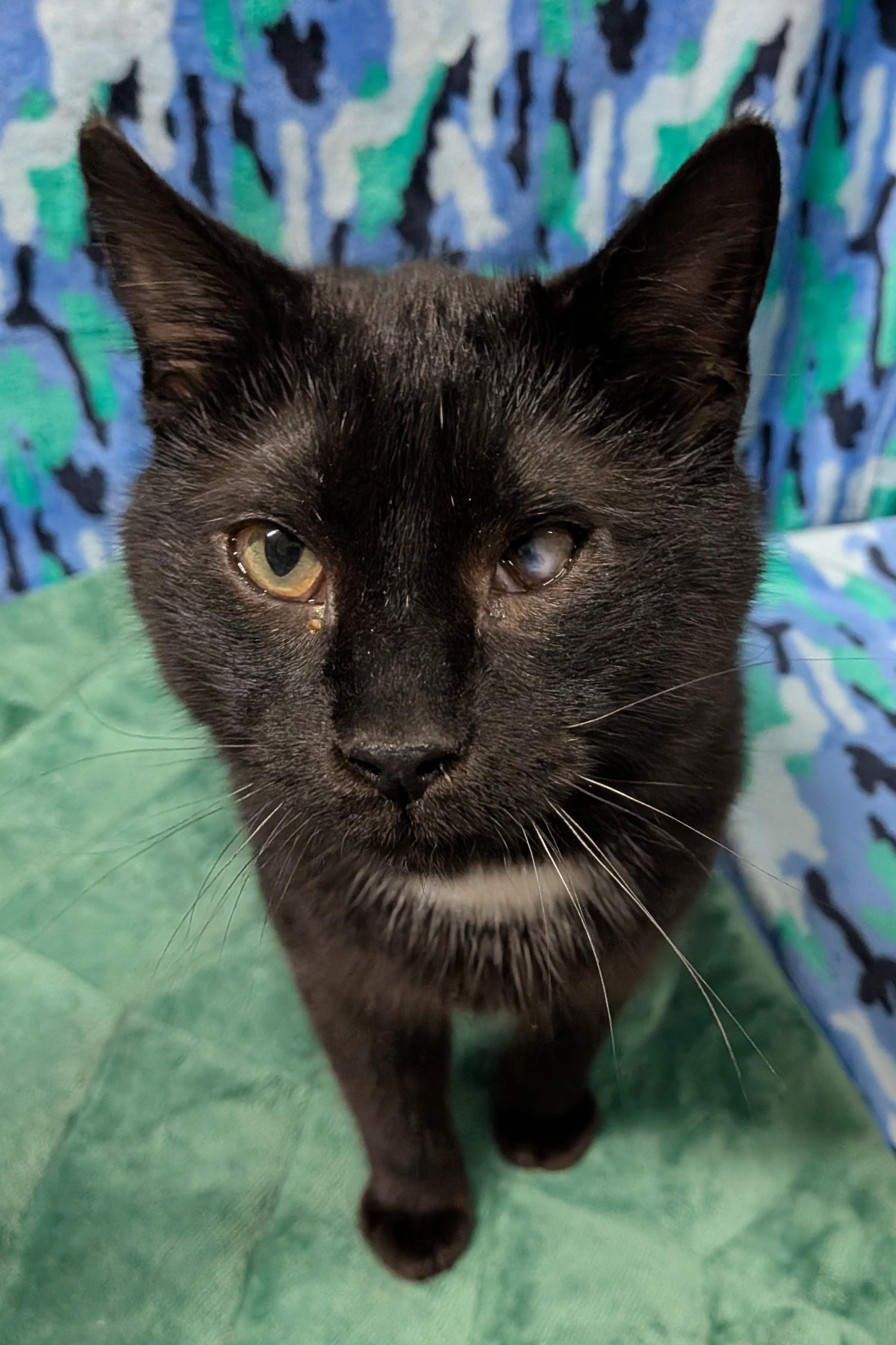 Enlarge VALENTINO (bonded with RICHARD), an adoptable Domestic Short Hair in Tillsonburg, ON image 6/6