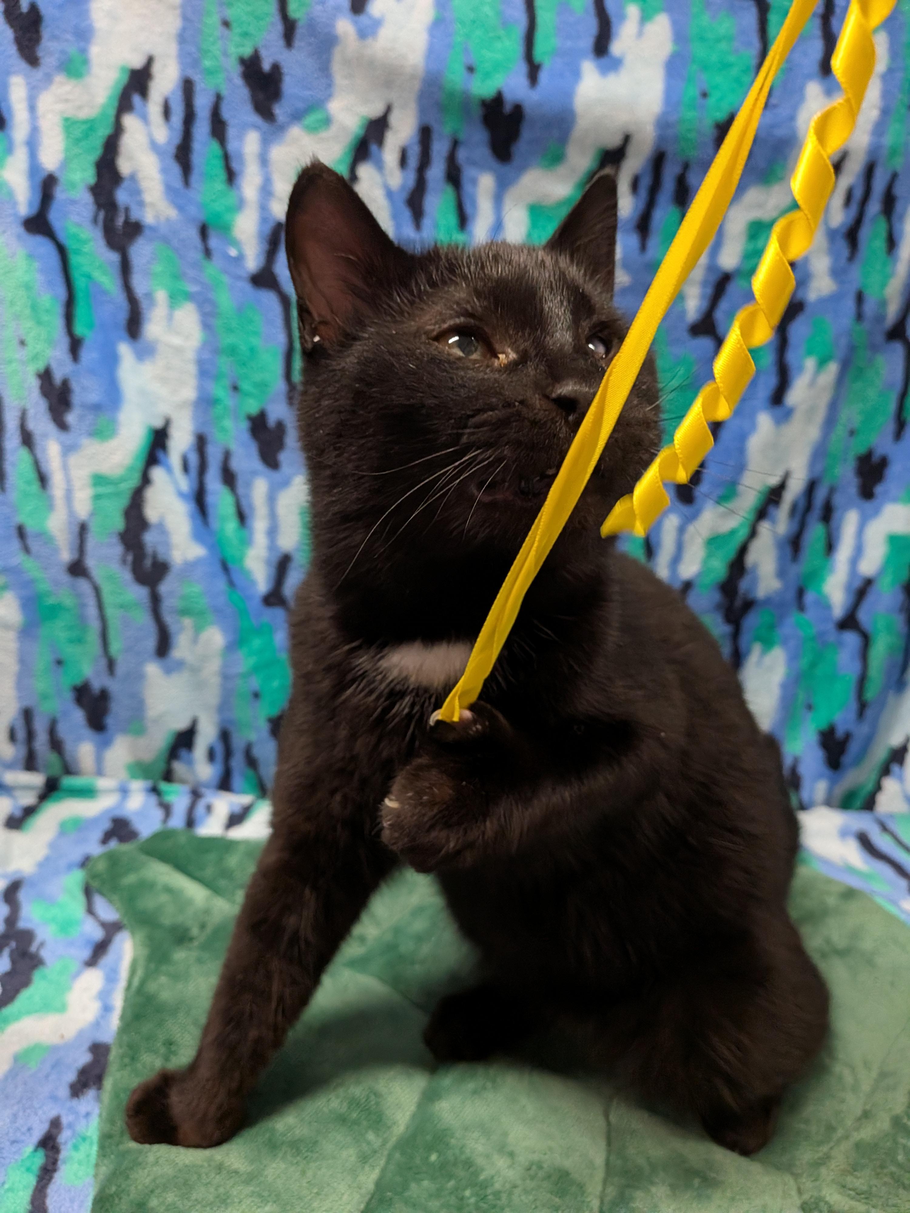 Enlarge VALENTINO (bonded with RICHARD), an adoptable Domestic Short Hair in Tillsonburg, ON image 1/6