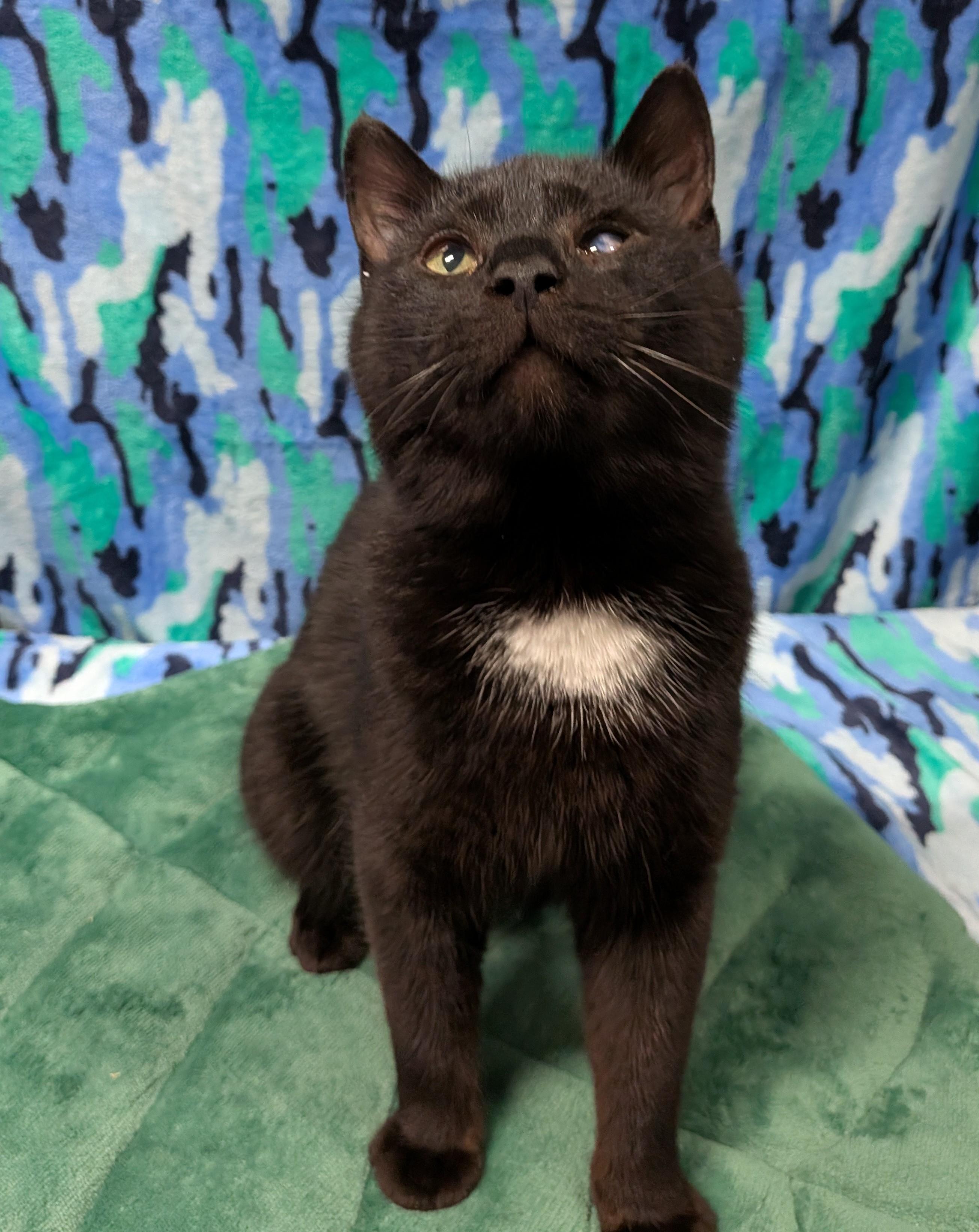 Enlarge VALENTINO (bonded with RICHARD), an adoptable Domestic Short Hair in Tillsonburg, ON image 2/6