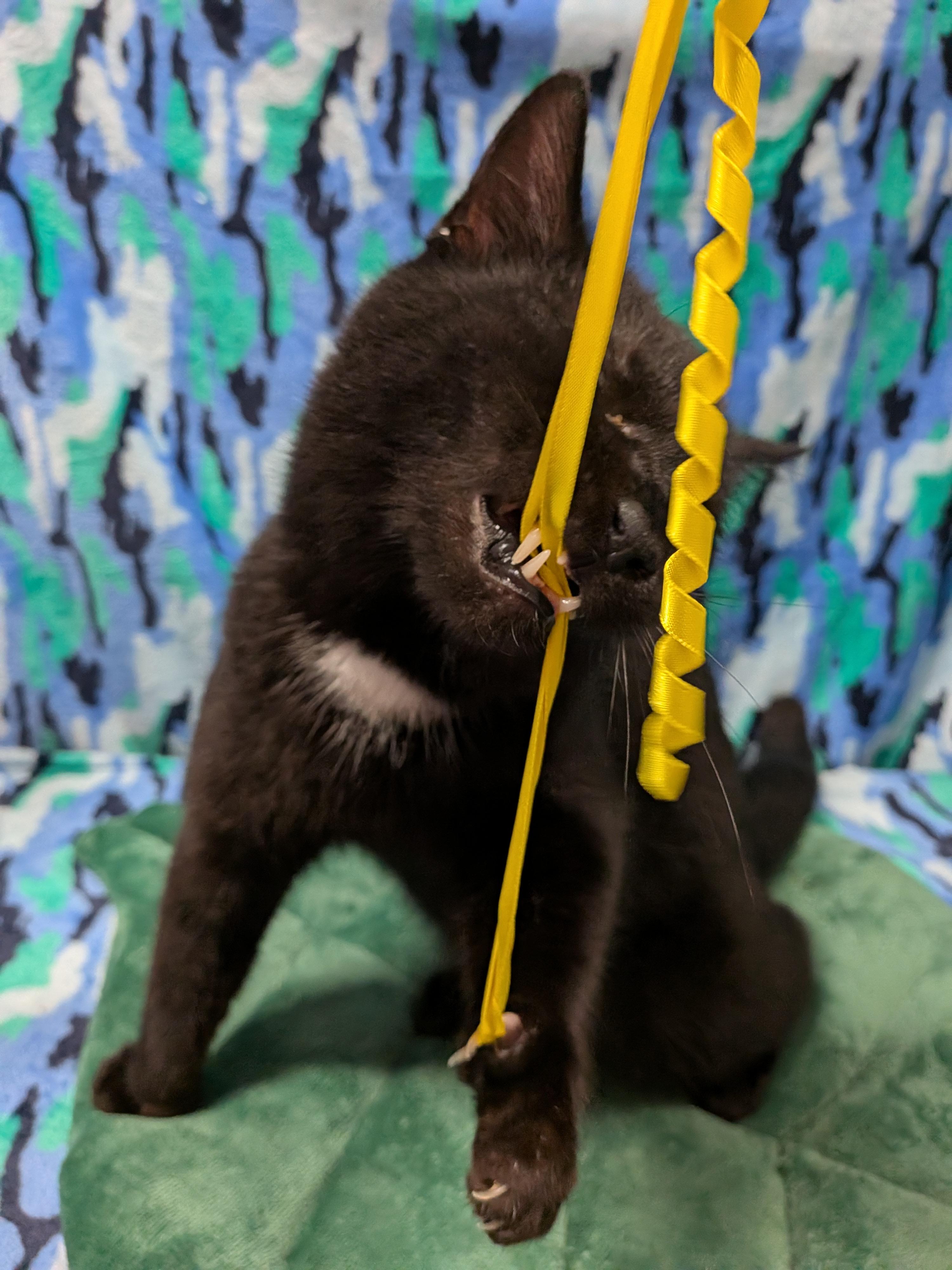 Enlarge VALENTINO (bonded with RICHARD), an adoptable Domestic Short Hair in Tillsonburg, ON image 4/6
