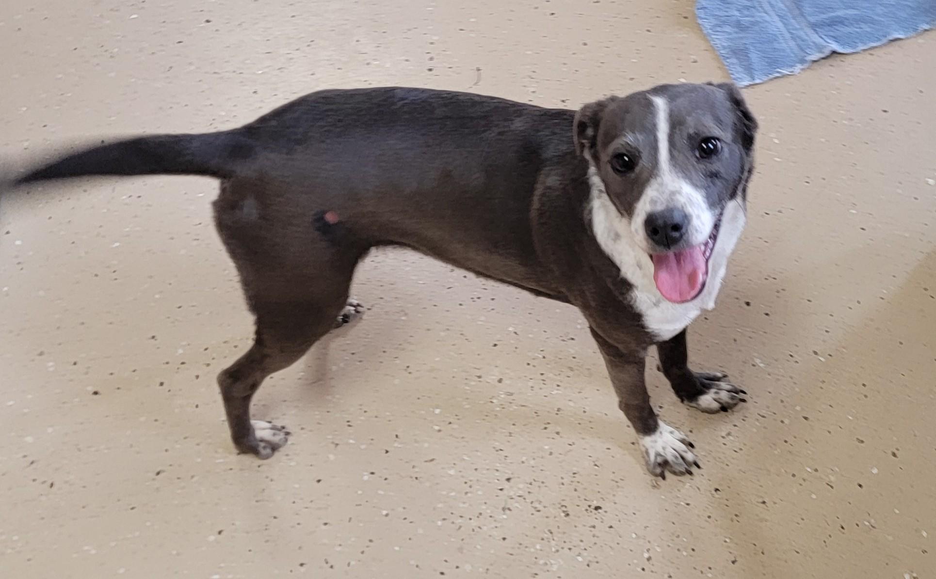 Enlarge Jenni, an adopted Italian Greyhound in Mount Sterling, KY image 6/6