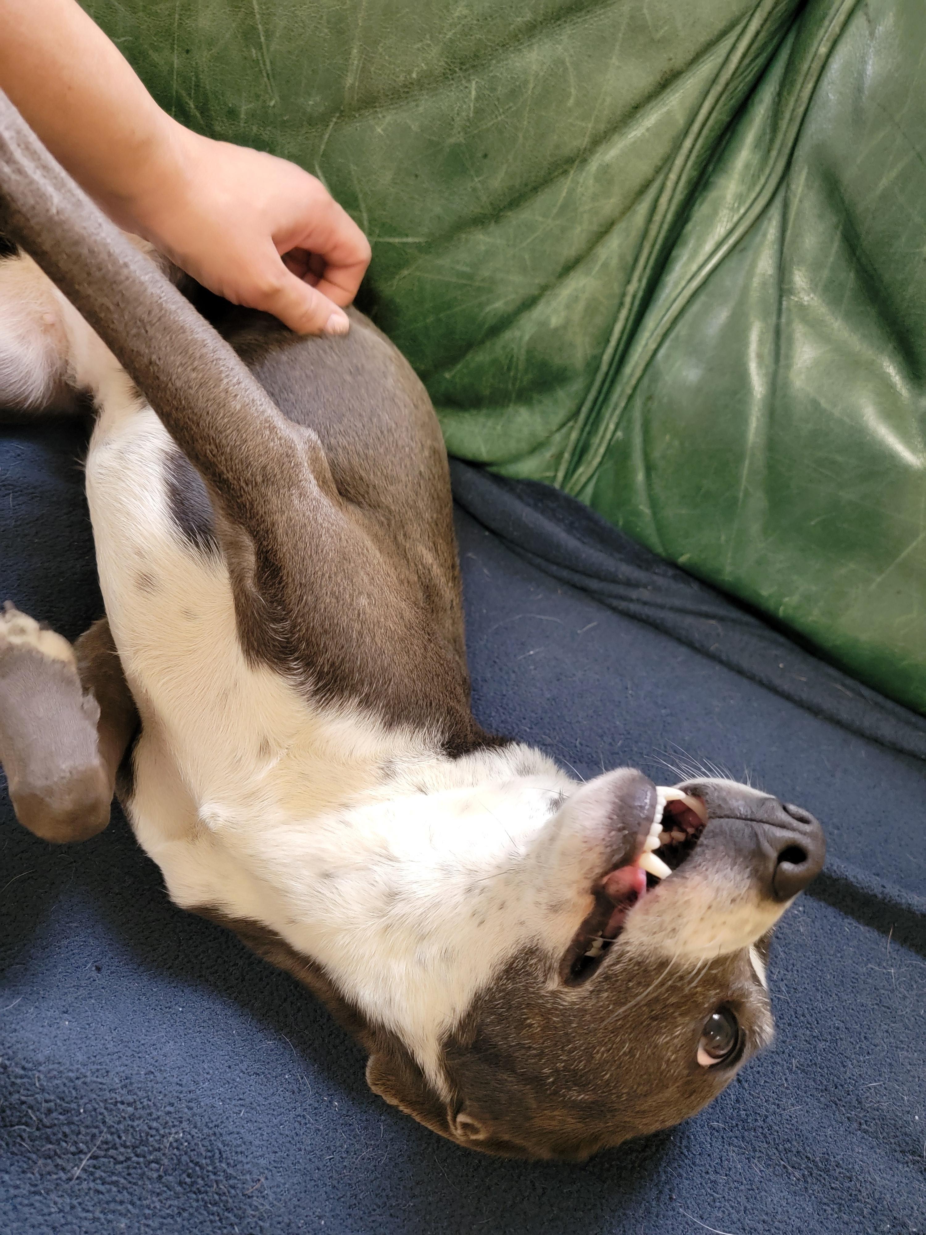 Enlarge Jenni, an adopted Italian Greyhound in Mount Sterling, KY image 5/6