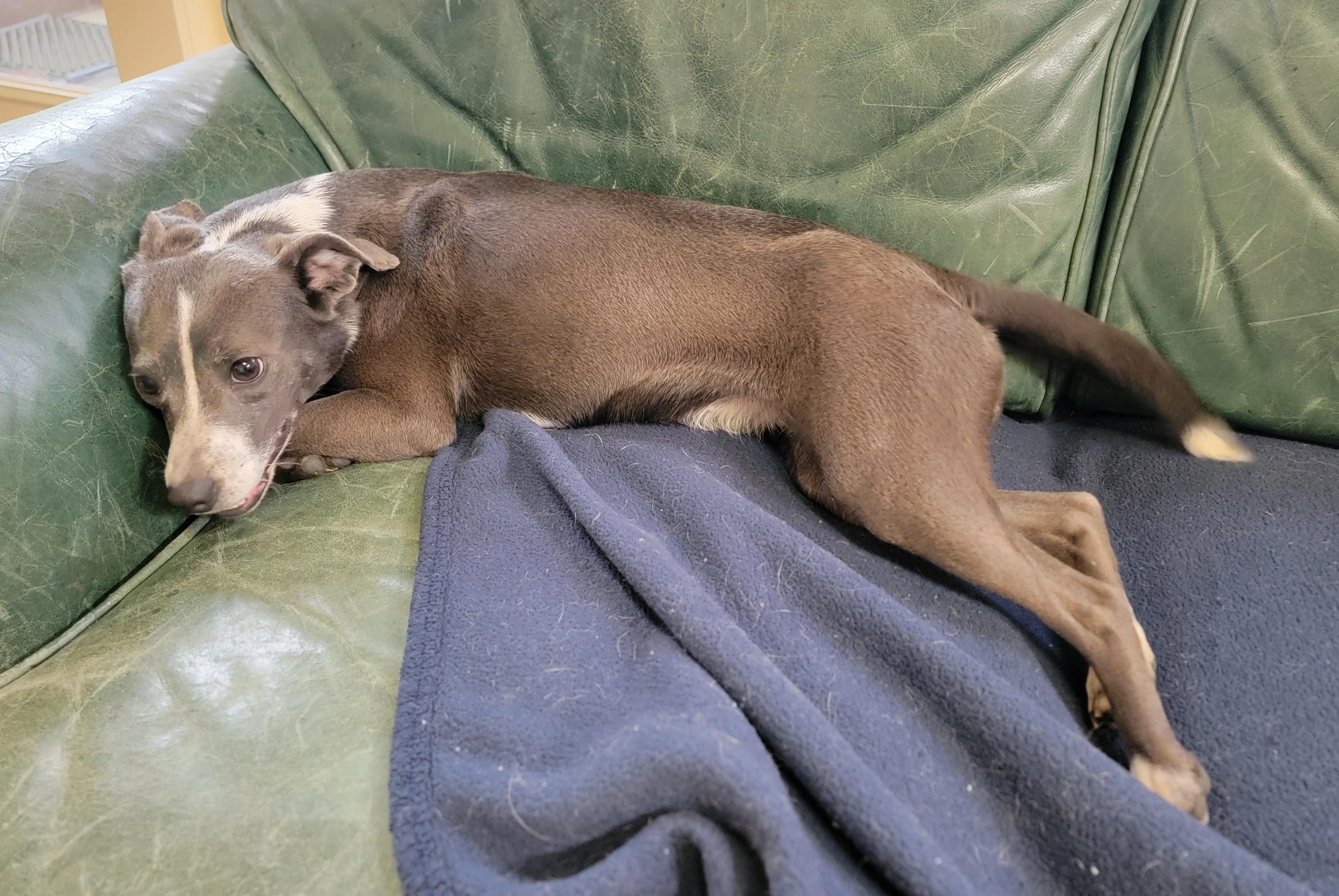 Enlarge Jenni, an adopted Italian Greyhound in Mount Sterling, KY image 3/6
