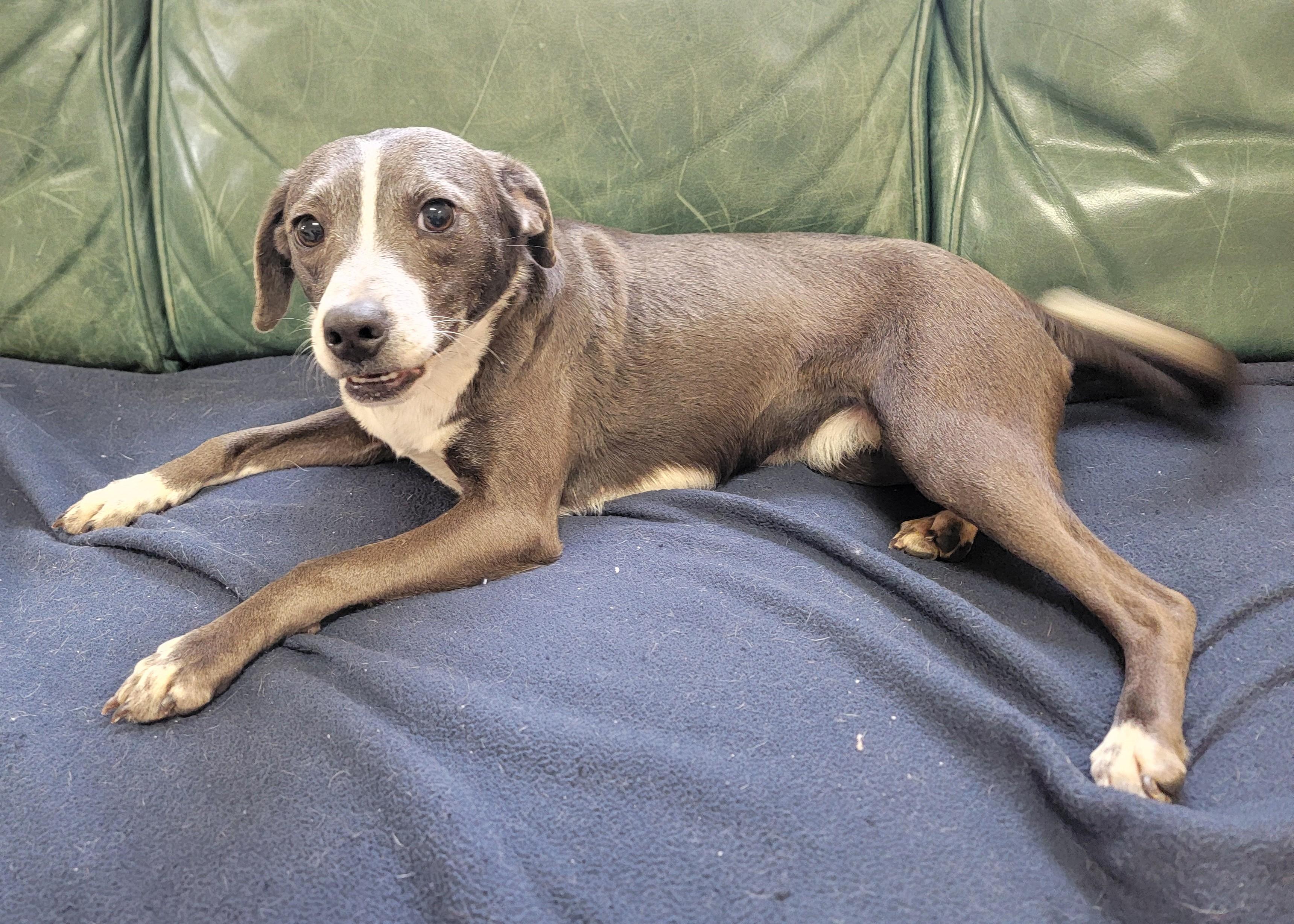 Enlarge Jenni, an adopted Italian Greyhound in Mount Sterling, KY image 1/6