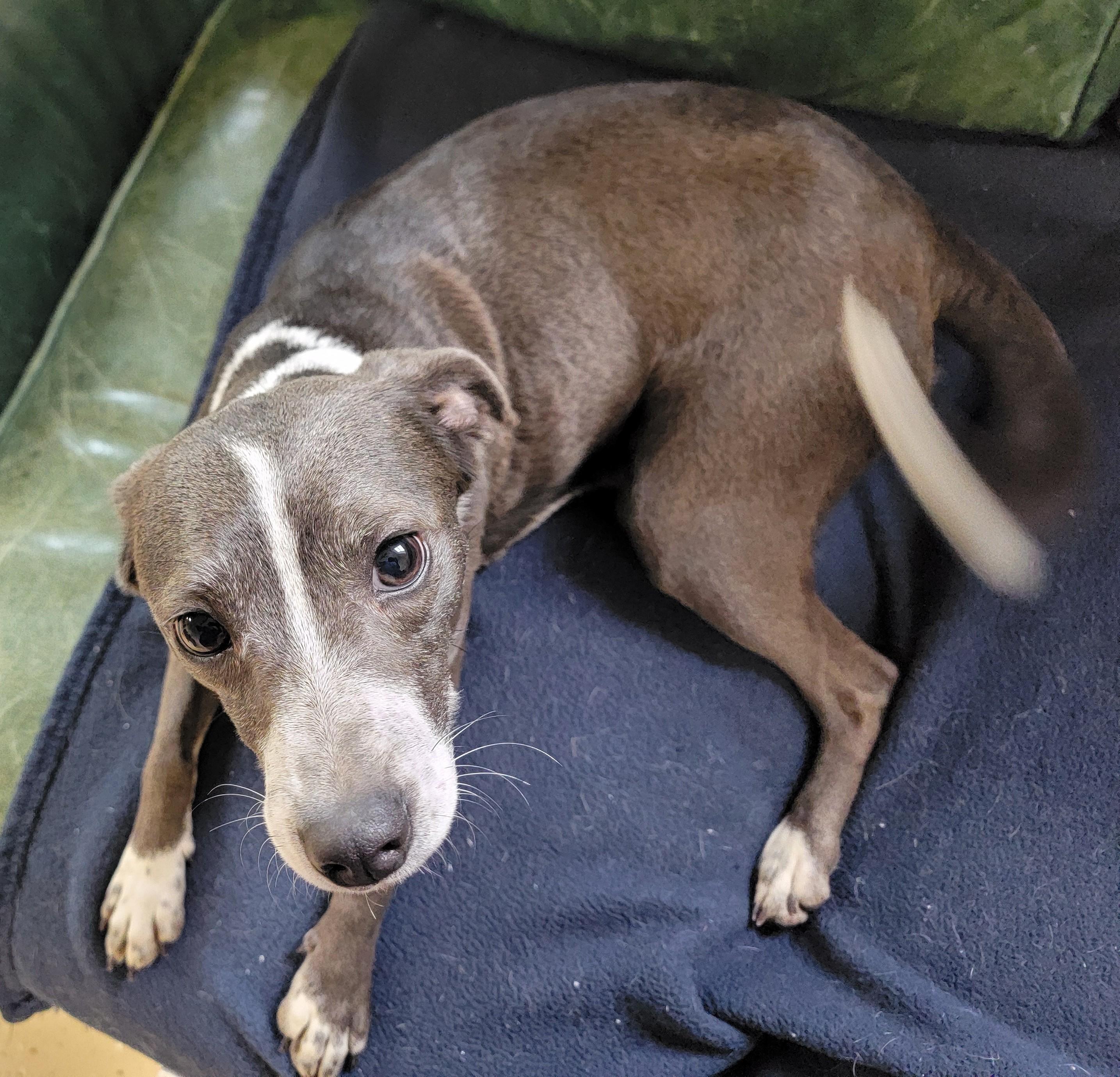Enlarge Jenni, an adopted Italian Greyhound in Mount Sterling, KY image 4/6