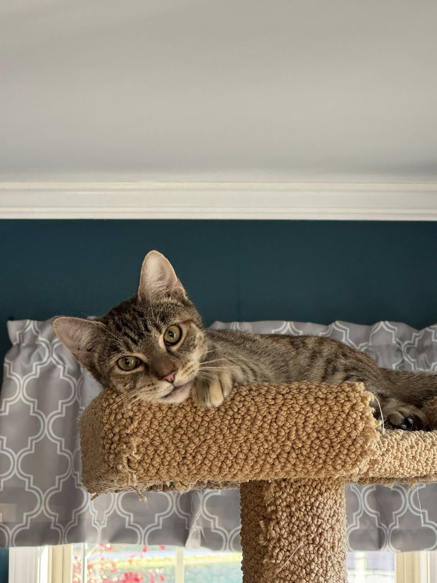 Enlarge Jar Jar Binks, an adopted Domestic Short Hair in Landenberg, PA image 1/6