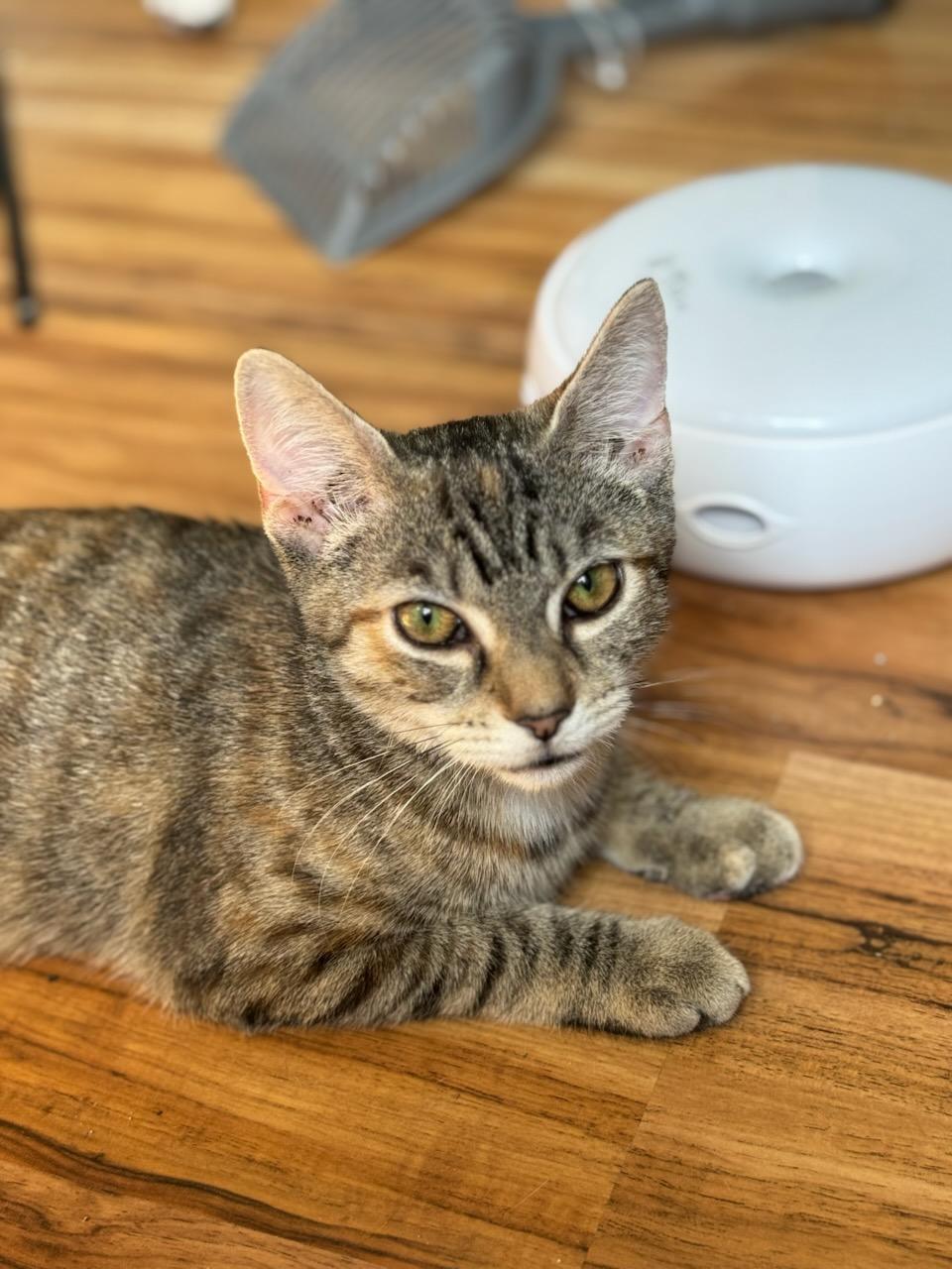 Jar Jar Binks, Adoptable, Kitten Female Domestic Short Hair.