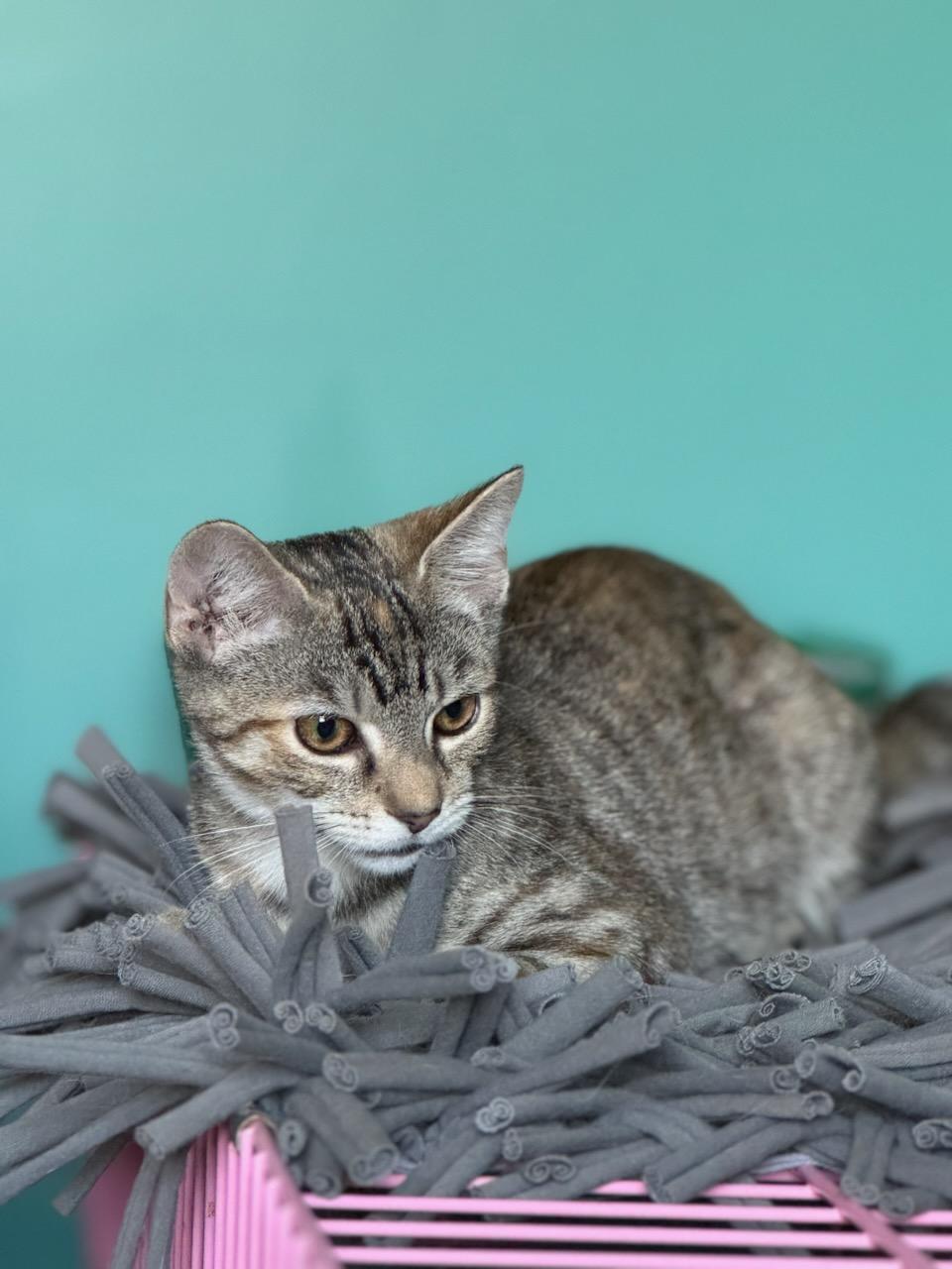 Jar Jar Binks, a Adoptable Domestic Short Hair in Landenberg, PA image 3/6