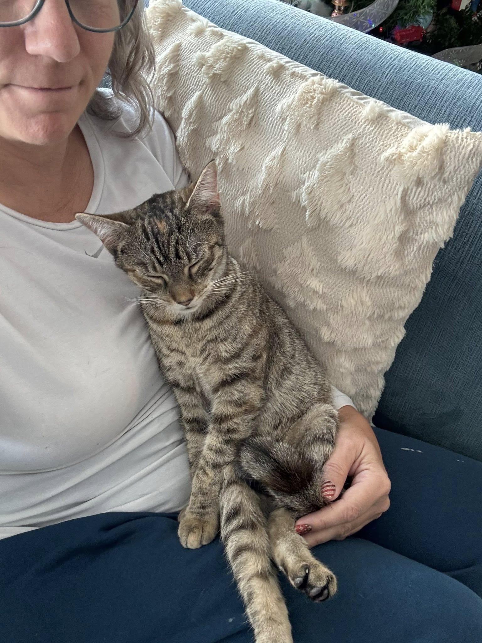 Enlarge Jar Jar Binks, an adopted Domestic Short Hair in Landenberg, PA image 3/6