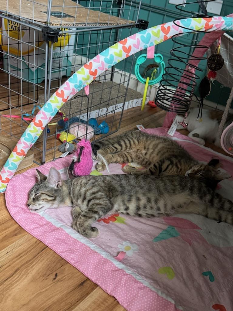 Jar Jar Binks, a Adoptable Domestic Short Hair in Landenberg, PA image 2/6