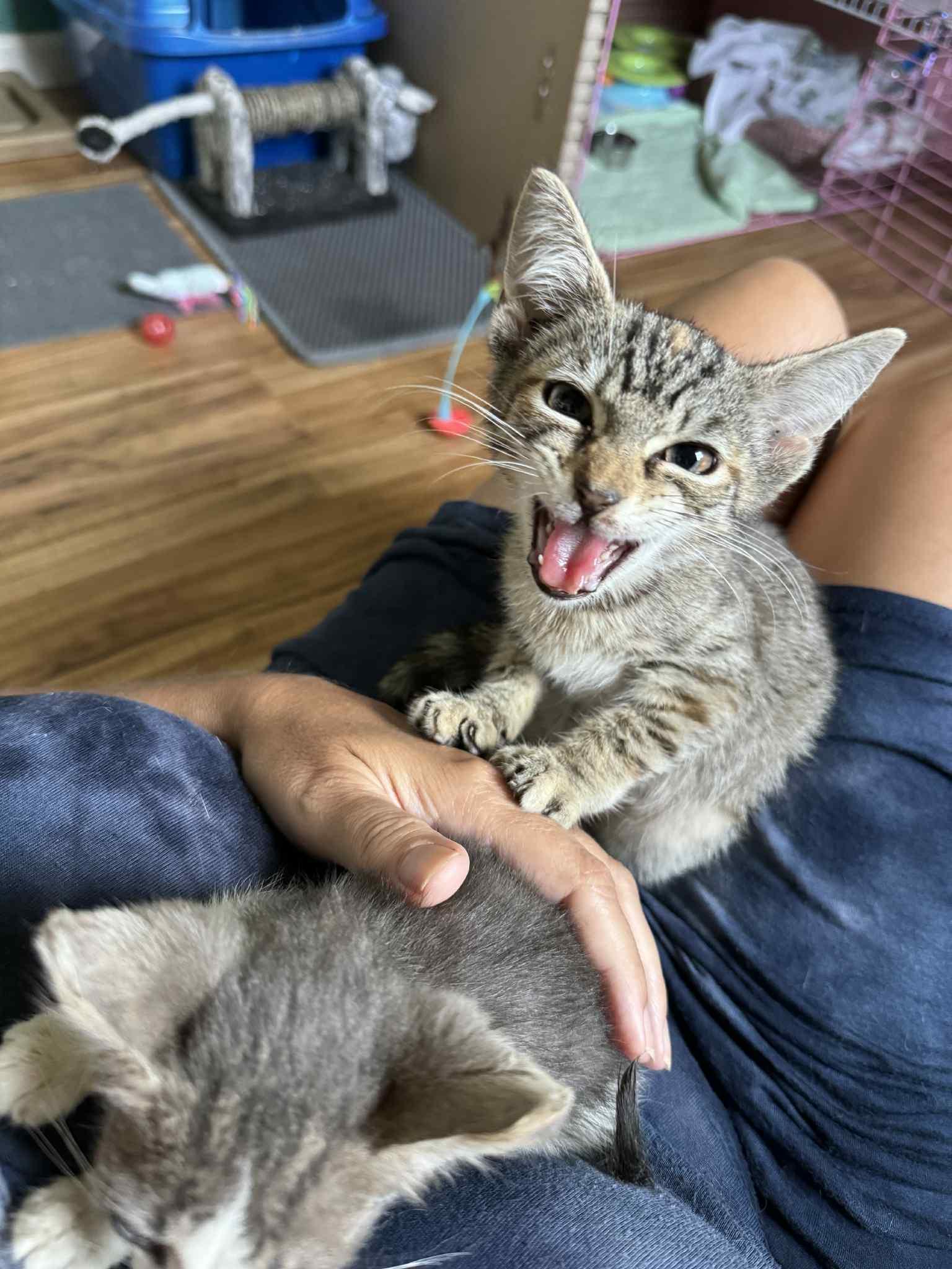 Jar Jar Binks, a Adoptable Domestic Short Hair in Landenberg, PA image 4/6