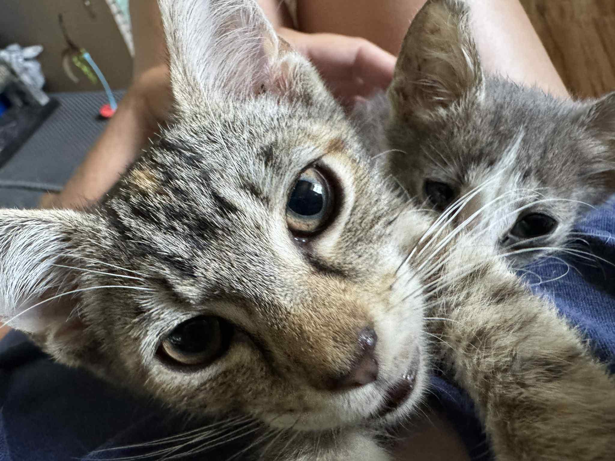 Jar Jar Binks, a Adoptable Domestic Short Hair in Landenberg, PA image 5/6