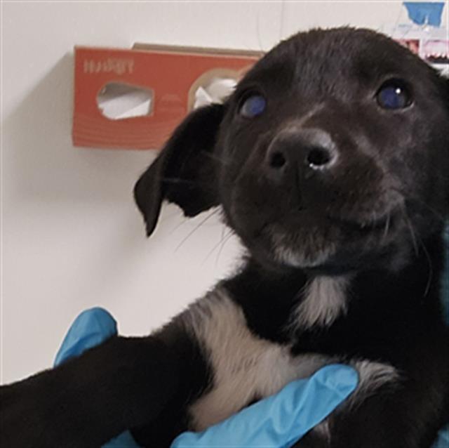 Pinky -- URGENT! LONGTIME RESIDENT!, ADOPTABLE, Puppy Male Labrador Retriever.