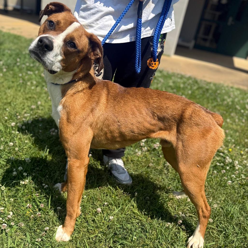 Rocky, Adoptable, Adult Male Mixed Breed & Boxer.