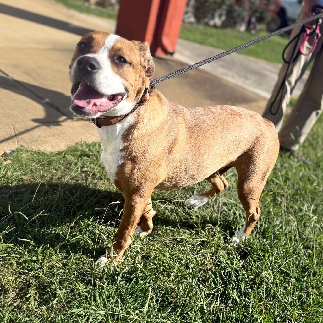 Enlarge Rocky, a Adoptable mixed breed in Corinth, MS image 2/3