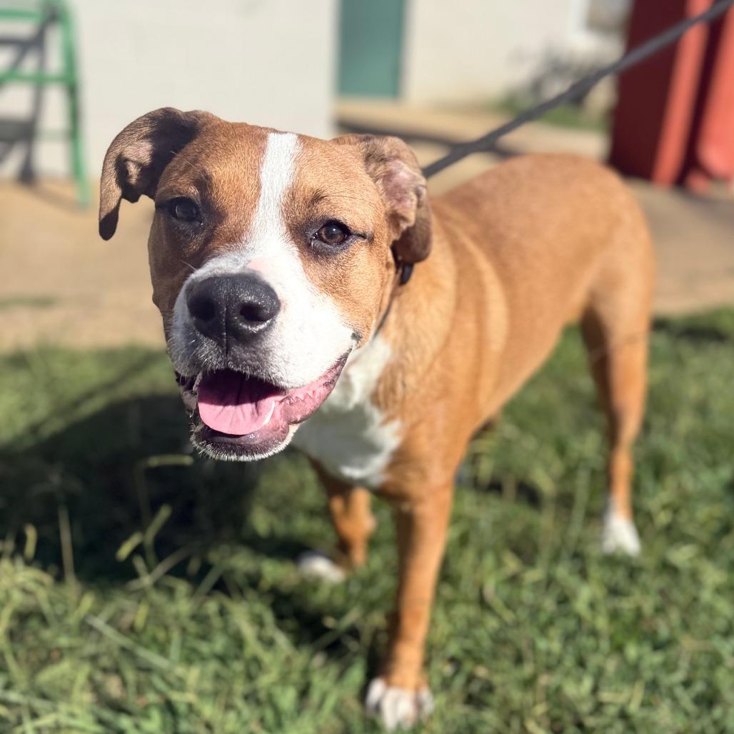 Enlarge Rocky, a Adoptable mixed breed in Corinth, MS image 3/3