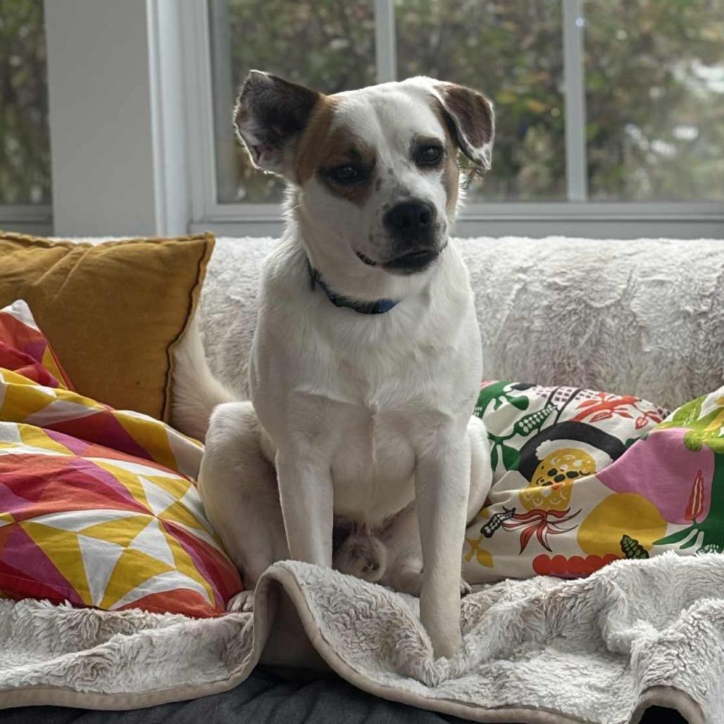 Opie, a Adoptable mixed breed in Cordova, TN image 3/5