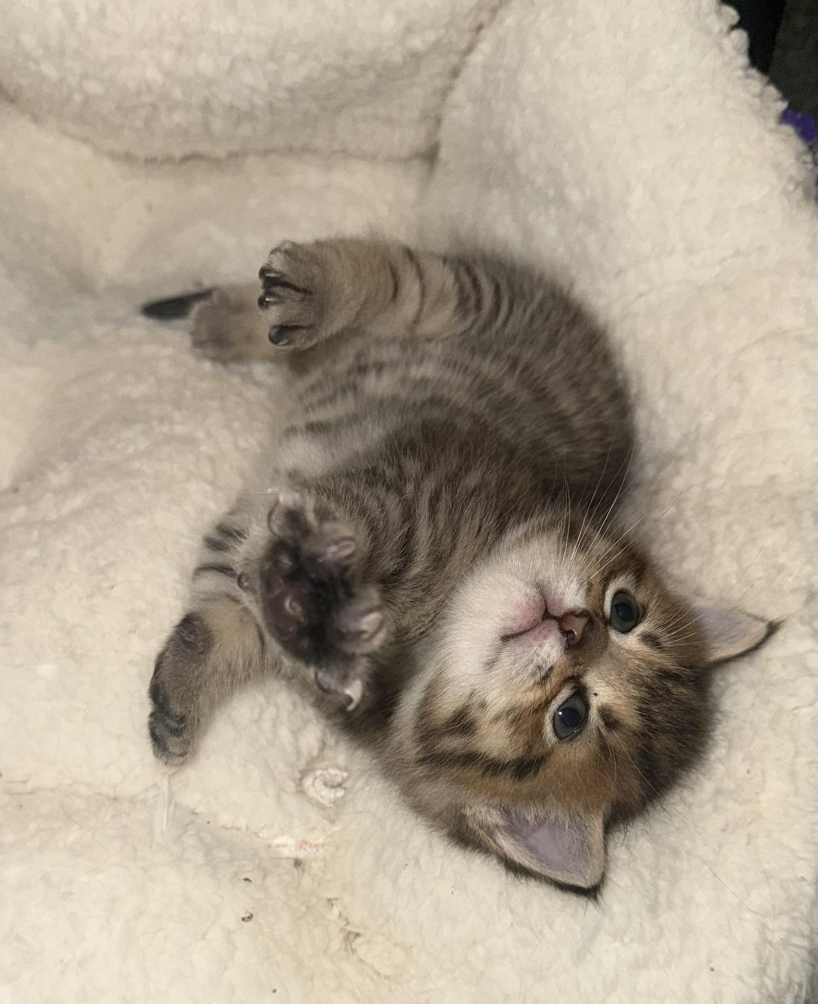 Cass, Hendrix, Morrison, and Marley, ADOPTABLE, Kitten Female Domestic Short Hair.