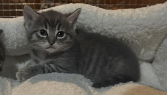 Enlarge Cass, Hendrix, Morrison, and Marley, a ADOPTABLE Domestic Short Hair in CANONSBURG, PA image 2/5