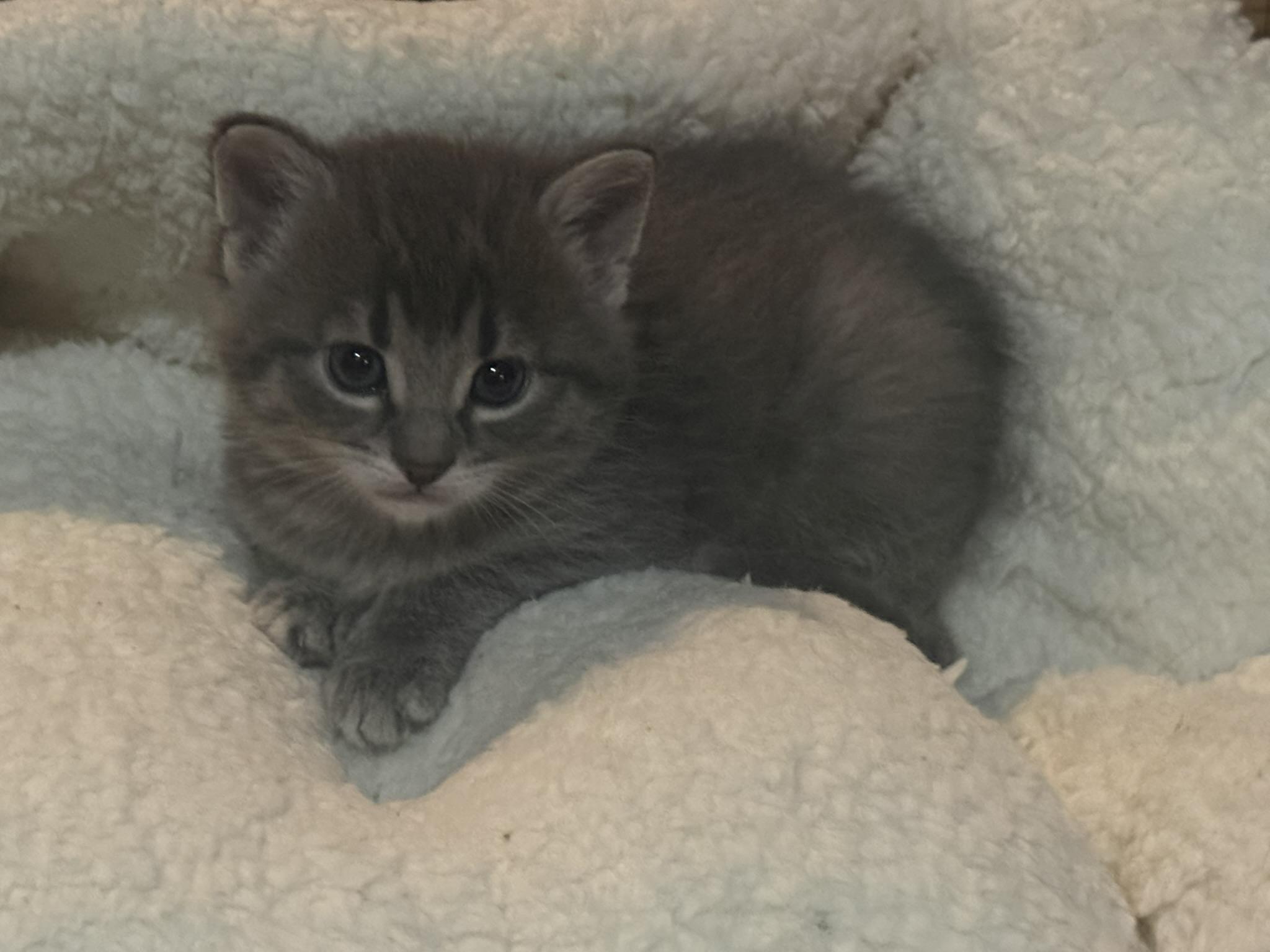 Enlarge Cass, Hendrix, Morrison, and Marley, a ADOPTABLE Domestic Short Hair in CANONSBURG, PA image 5/5