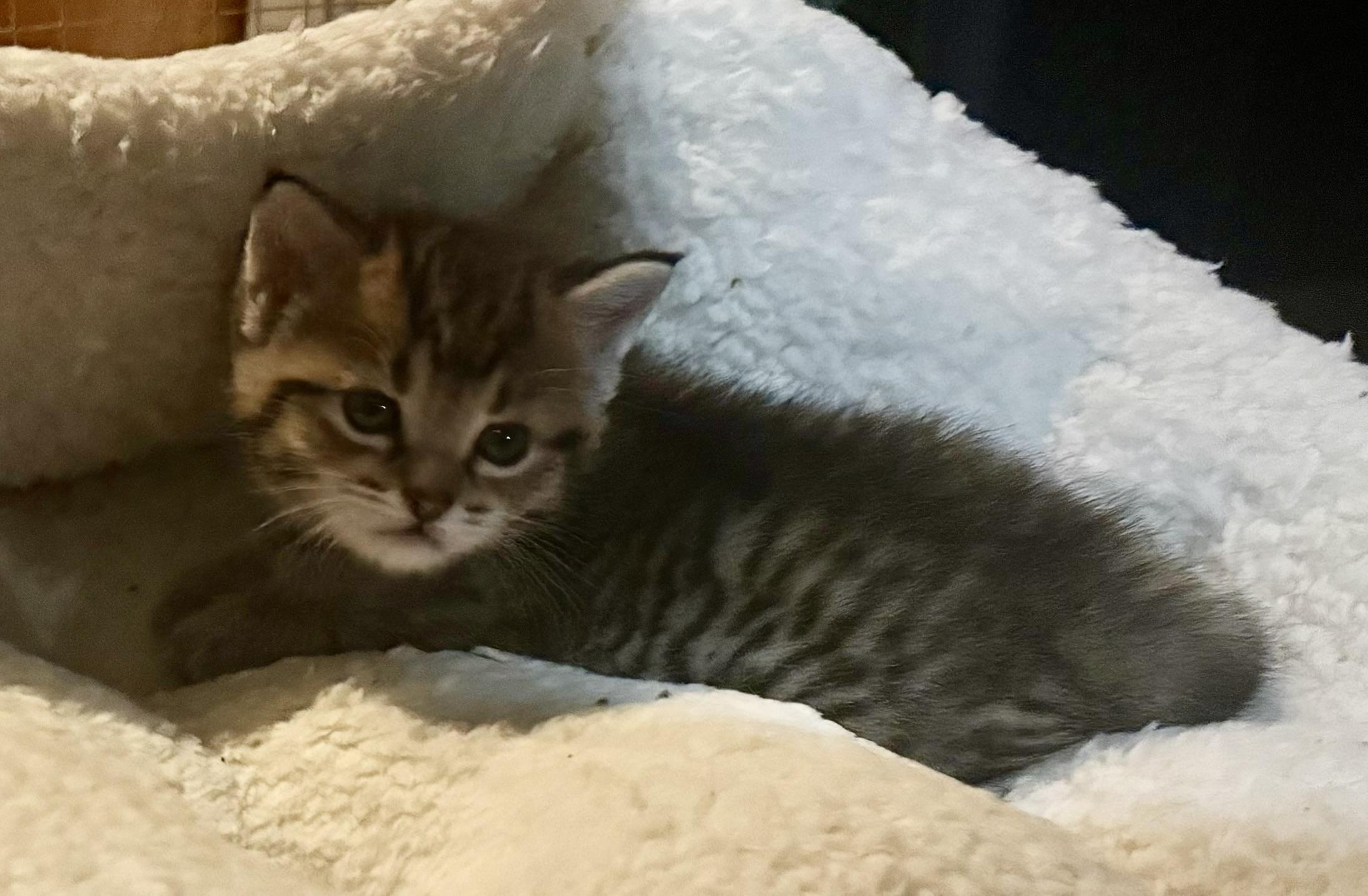 Enlarge Cass, Hendrix, Morrison, and Marley, a ADOPTABLE Domestic Short Hair in CANONSBURG, PA image 4/5